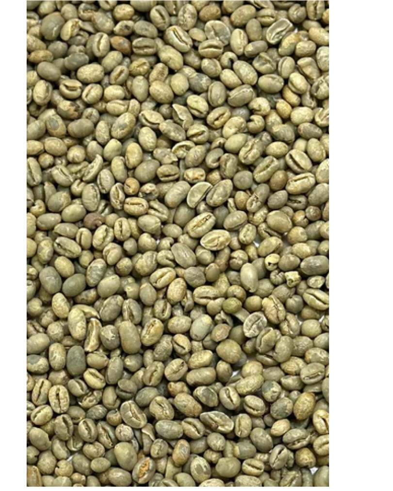 Peaberry coffee cherries on the branch
